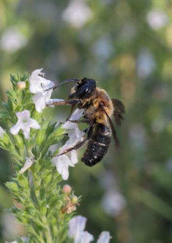 Megachile sculpturalis