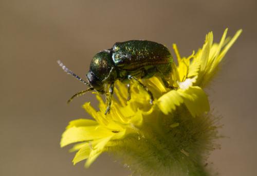 Cryptocephalus sp.