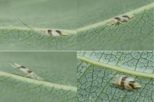 Zygina lunaris