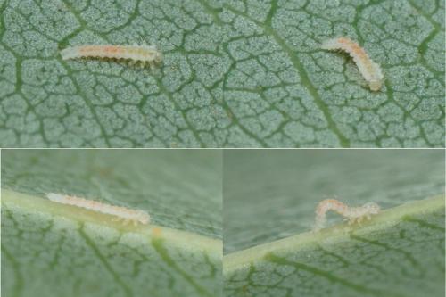 Clitostethus arcuatus