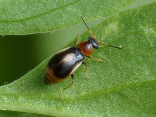 Colotes maculatus