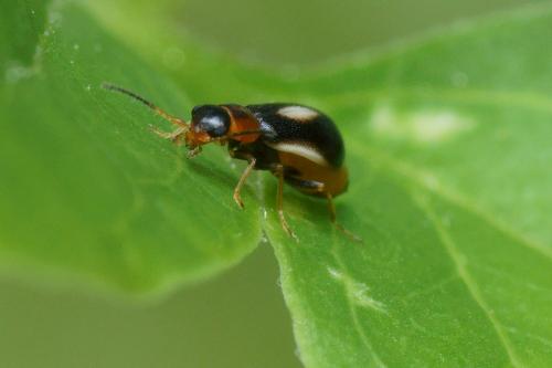 Colotes maculatus