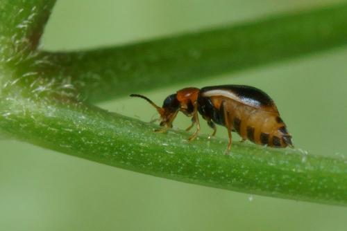 Colotes maculatus