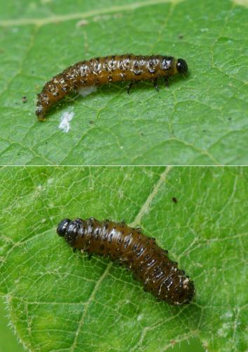 Altica ampelophaga