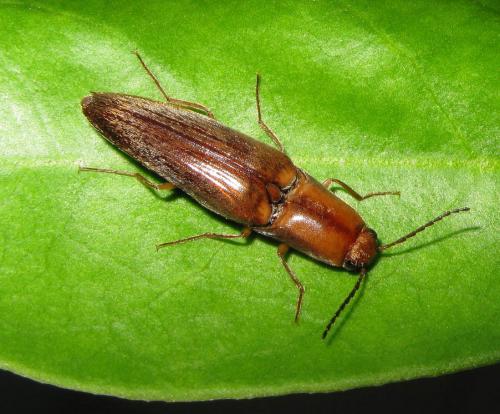 Aphanopenthes acutipennis