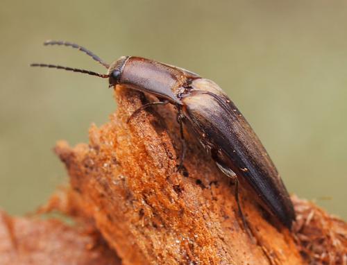 Aphanopenthes acutipennis