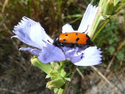 Réf. 107 517 : Mylabris sp.