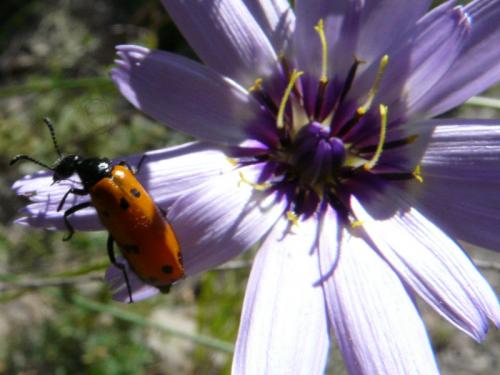 Réf. 107 537 : Mylabris connata
