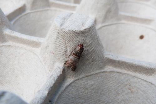 Réf. 107 627 : Acrobasis advenella