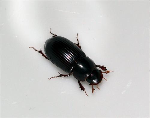 Acrossus rufipes