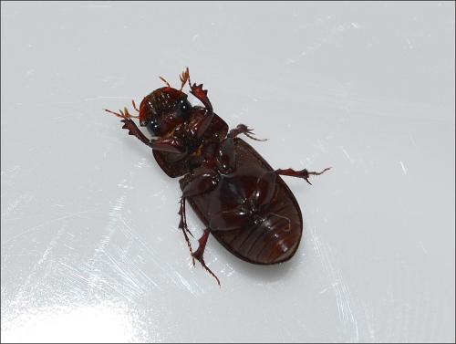 Acrossus rufipes