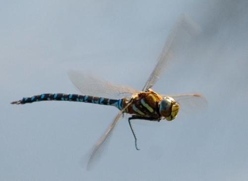 Aeshna juncea