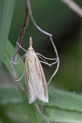 Réf. 107 049 : Agriphila inquinatella