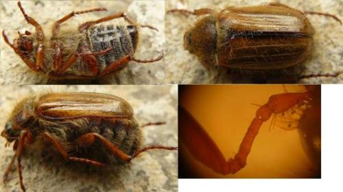 Amphimallon solstitiale