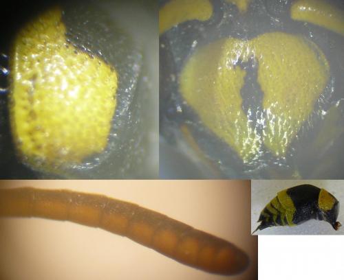 Ancistrocerus sp.