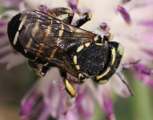 Anthidium diadema