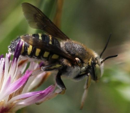 Anthidium diadema