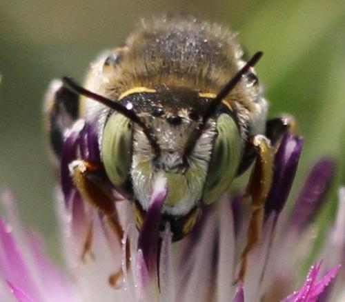 Anthidium diadema