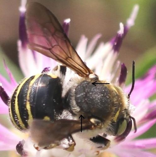 Anthidium diadema