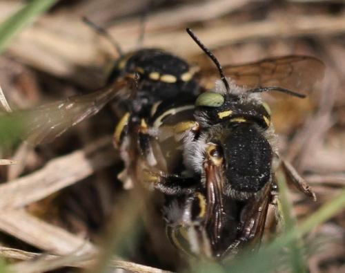 Anthidium diadema