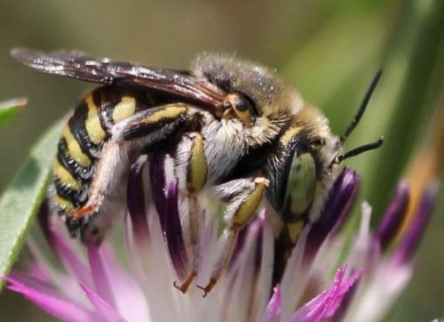 Anthidium diadema
