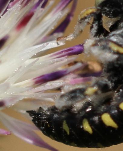 Anthidiini