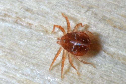 Anystis sp.