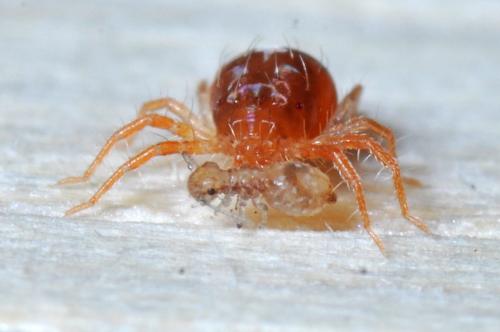 Anystis sp.