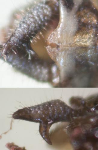 Réf. 107 872 : Conocephalus fuscus