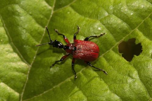 Réf. 107 978 : Apoderus coryli
