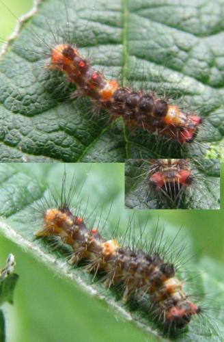 Orgyia antiqua
