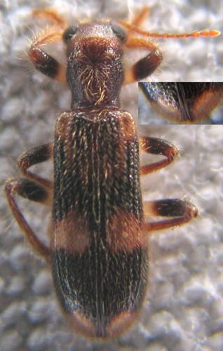 Réf. 107 084 : Opilo mollis