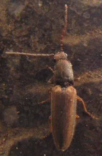 Athous vittatus