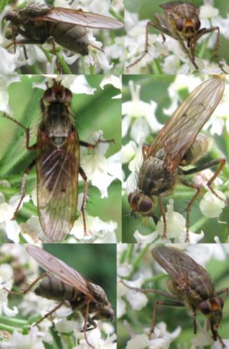 Scathophaga stercoraria
