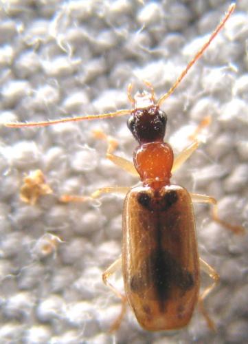 Réf. 107 085 : Demetrias atricapillus