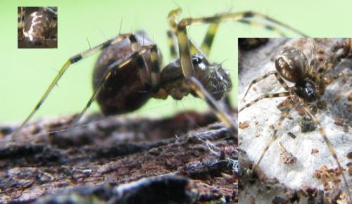Réf. 107 227 : Lepthyphantes minutus
