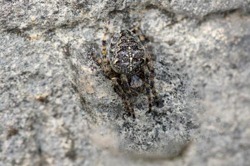 Araneus diadematus