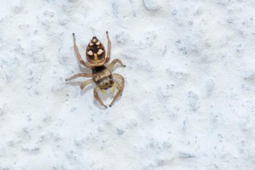 Réf. 107 074 : Heliophanus rufithorax