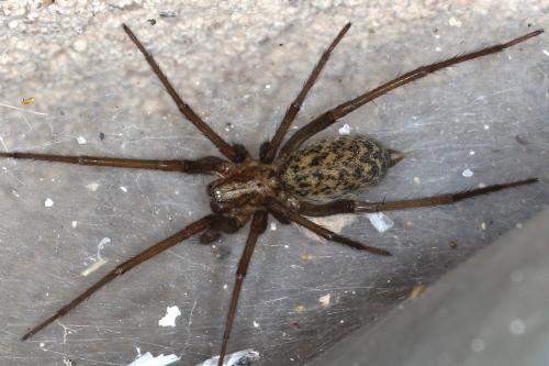 Tegenaria sp.