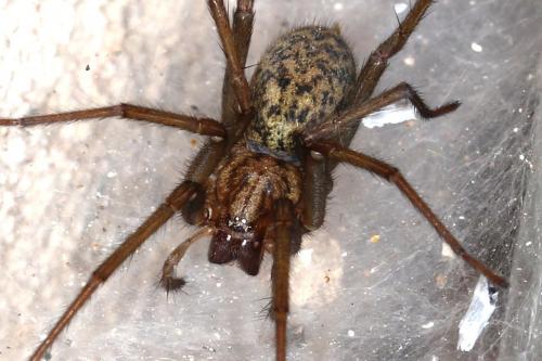Tegenaria sp.