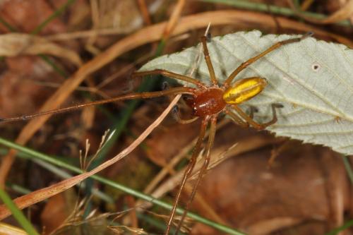 Réf. 107 727 : Cheiracanthium punctorium