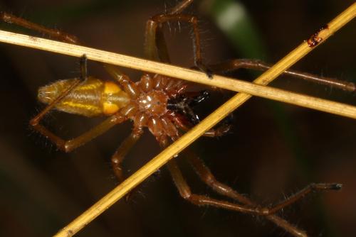 Réf. 107 728 : Cheiracanthium punctorium
