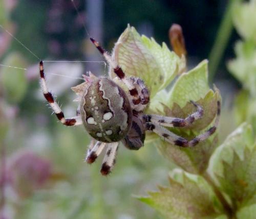 Araneus quadratus