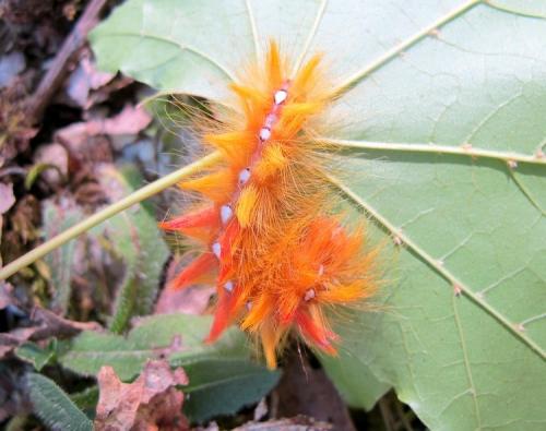 Acronicta aceris