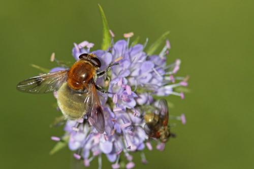 Sericomyia superbiens