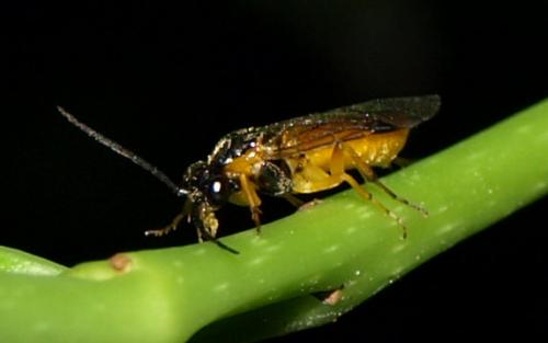 Réf. 107 278 : Nematinae inconnu