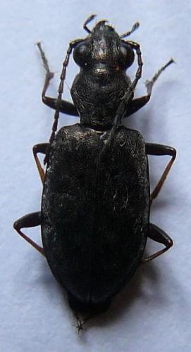Réf. 107 630 : Asaphidion sp.