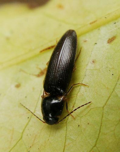 Megapenthes confusus