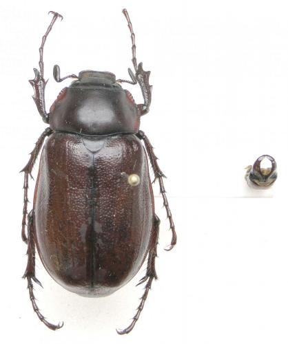 Pholidochris brenskei