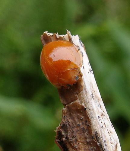 Réf. 107 217 : Chilocorus politus